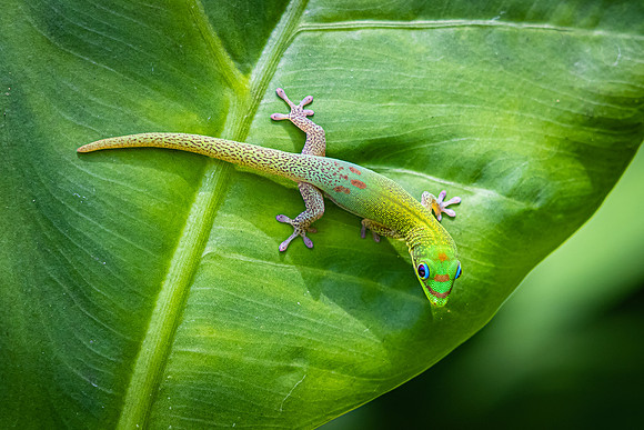 Gecko on Ginger Leaf. Hawaii