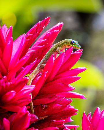 Gecko on Red Ginger, Hawaii