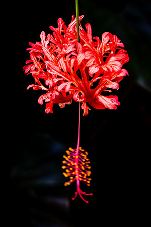 Spider Hibiscus, Hawaii