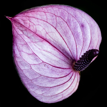 Purple Heart, Hawaii