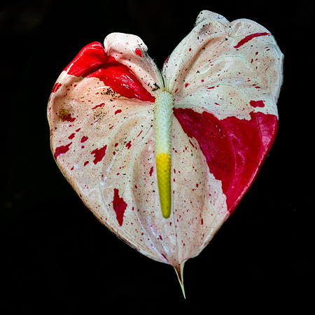 Bleeding Heart, Hawaii