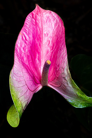 Verigated Anthrium, Hawaii