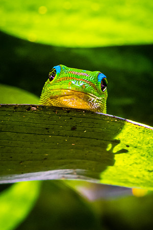 Gecko Close-up, Hawaii