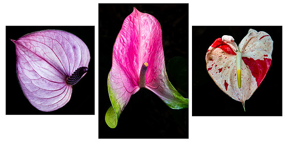 Anthurium Triptych, Hawaii