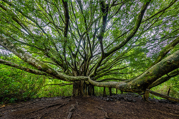 Reaching Out, Pipiwai Trail, Maui