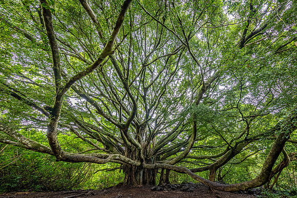 Standing Wide, Pipiwai Trail, Maui