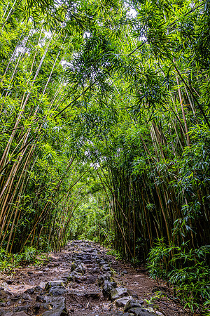 Pipiwai Stone Trail, Maui