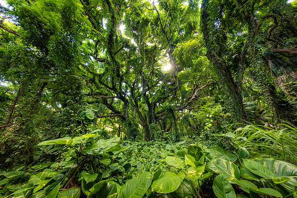 Welcome to the Jungle, Maui