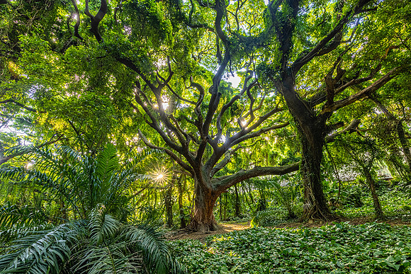 Jungle Sunrise, Maui