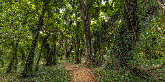 Jungle Path, Maui