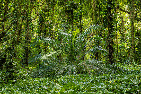 Jungle Palm, Maui