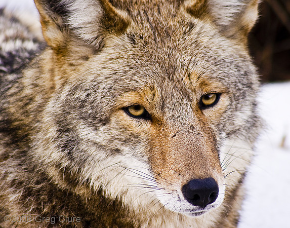 Coyote Face