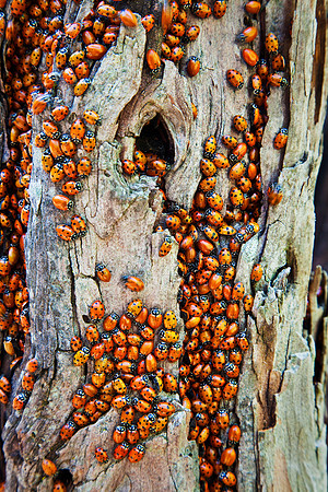 Ladybug Trail, Sequoia NP
