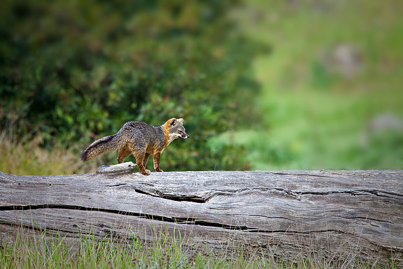 Log Walk, Channel Island Fox