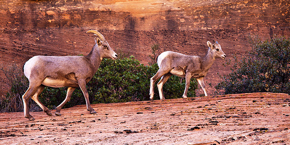 Ewe and Lamb, Zion NP