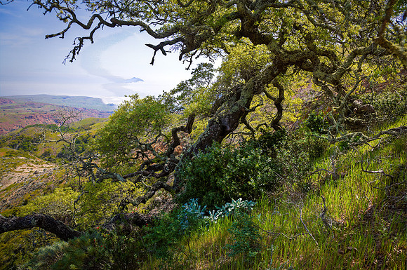 Knarled Oak, Santa Cruz Island