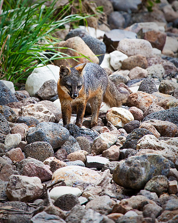 Dry Creek Walk, Channel Island Fox