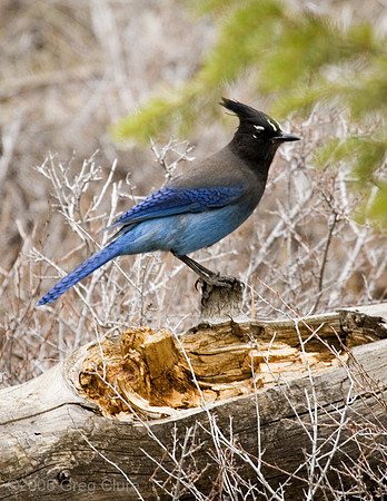 Mountain Blue Jay, Bryce Canyon NP