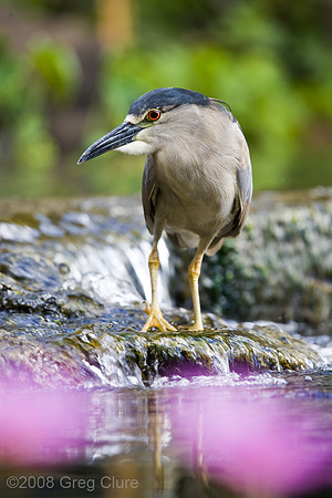 Night Heron at Lilly Pond, Maui