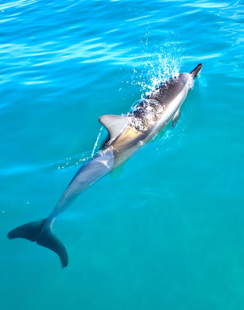 Dolphin Breathing, Napali Coast, Kauai