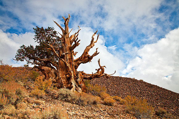 Ancient Bristlecone Pine