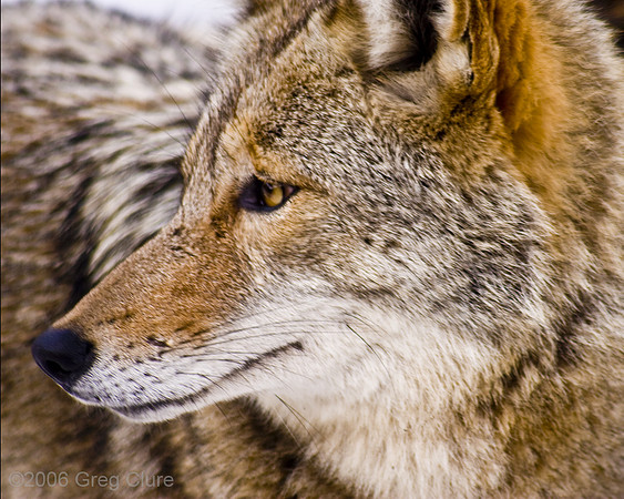 Coyote Profile