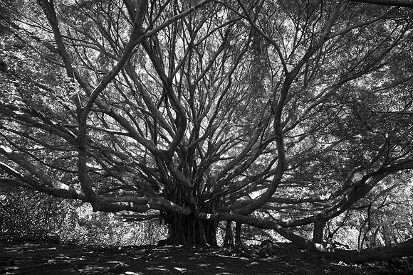 Banyon Tree, Pipiwai Trail, Maui