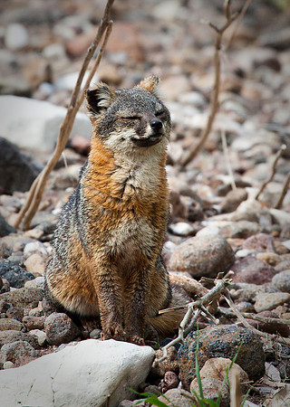Island Fox Nap