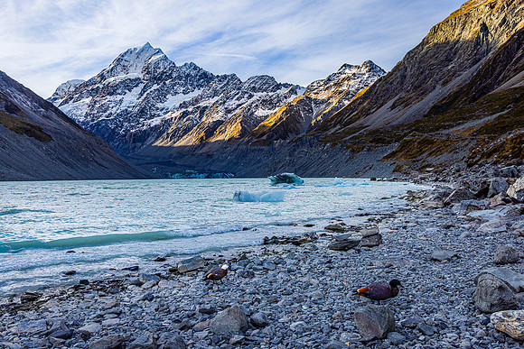 Ducks on the Beach, Hooker Lake, Aoraki/Mt. Cook NP