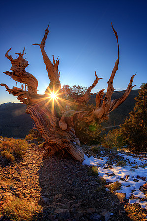 Bristlecone Snag at Sunset, White Mountains