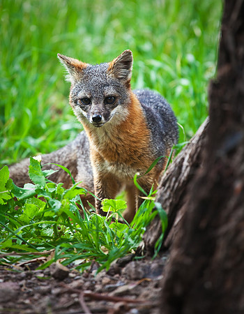 Channel Island Fox