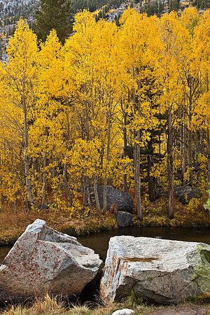 South Fork Bishop Creek Aspens