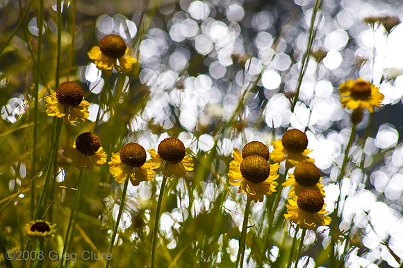 Black-eyed Susan at Water's Edge