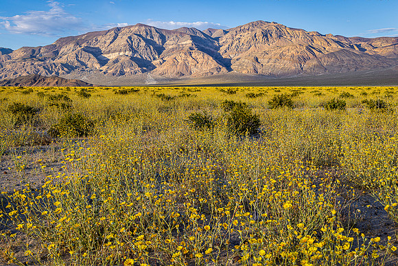 Spring Bloom in the Desert