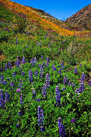 La Jolla Canyon Lupines