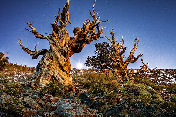 Ancient Bristlecone Moonrise, White Mountains