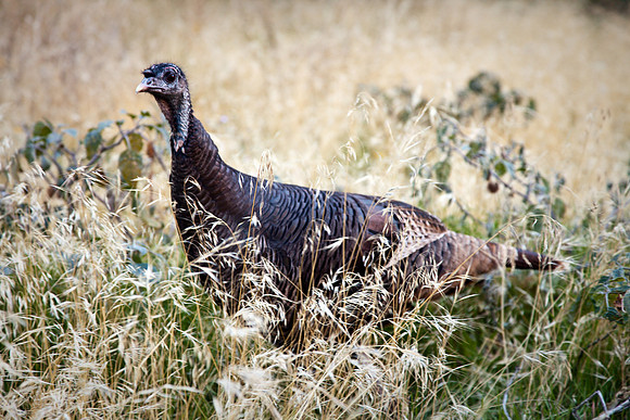 Let's Talk Turkey, Zion NP