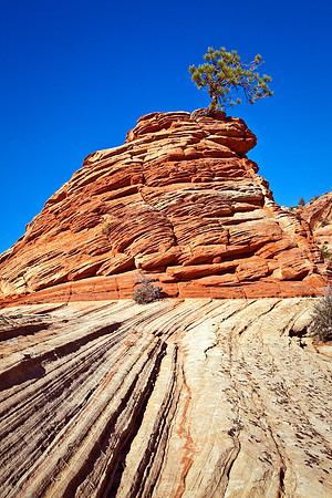 Lone Pinion Pine, Zion NP