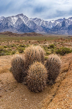 Barrel Cactus, Alabama Hills