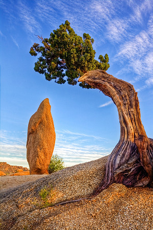 Juniper & Monolith, Joshua Tree National Park