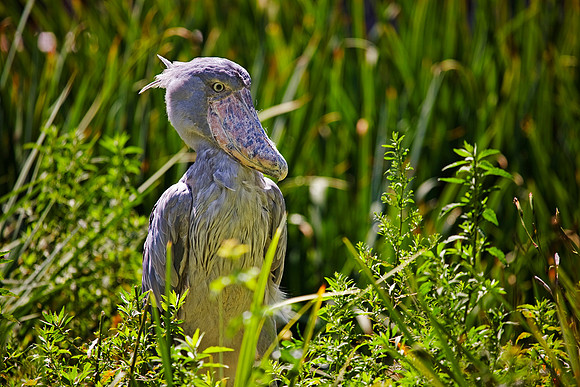 An Odd Bird, A Duck-Billed Stork