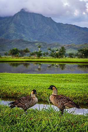 Nene Pair, Hanalei Valley, Kauai