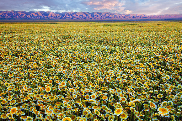 Flower Power, Carrizo Plain National Monument