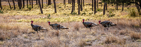 Turkey Conga Line, Chiricahua NM