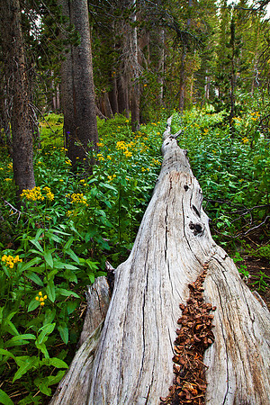 Log Crossing, John Muir Wilderness