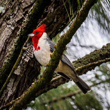Hawaiian Cardinal, Kauai