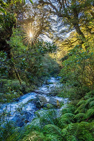 Sunstar Over Marian Creek, Fiordland National Park
