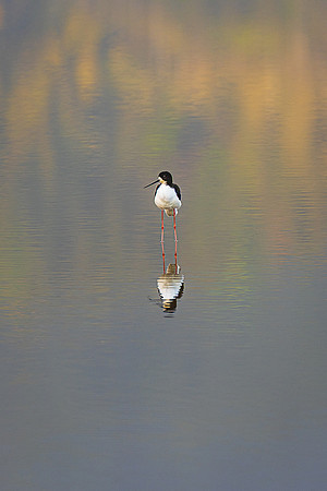 Ae'o Hawaiian Black-necked Stilt, Kauai