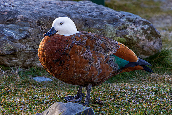 Female Paradise Duck, Aoraki/Mt. Cook National Park