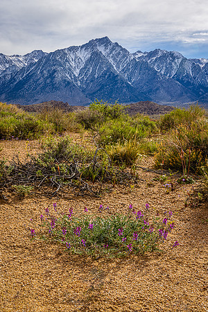 Milk Vetch Plant, Alabama Hills